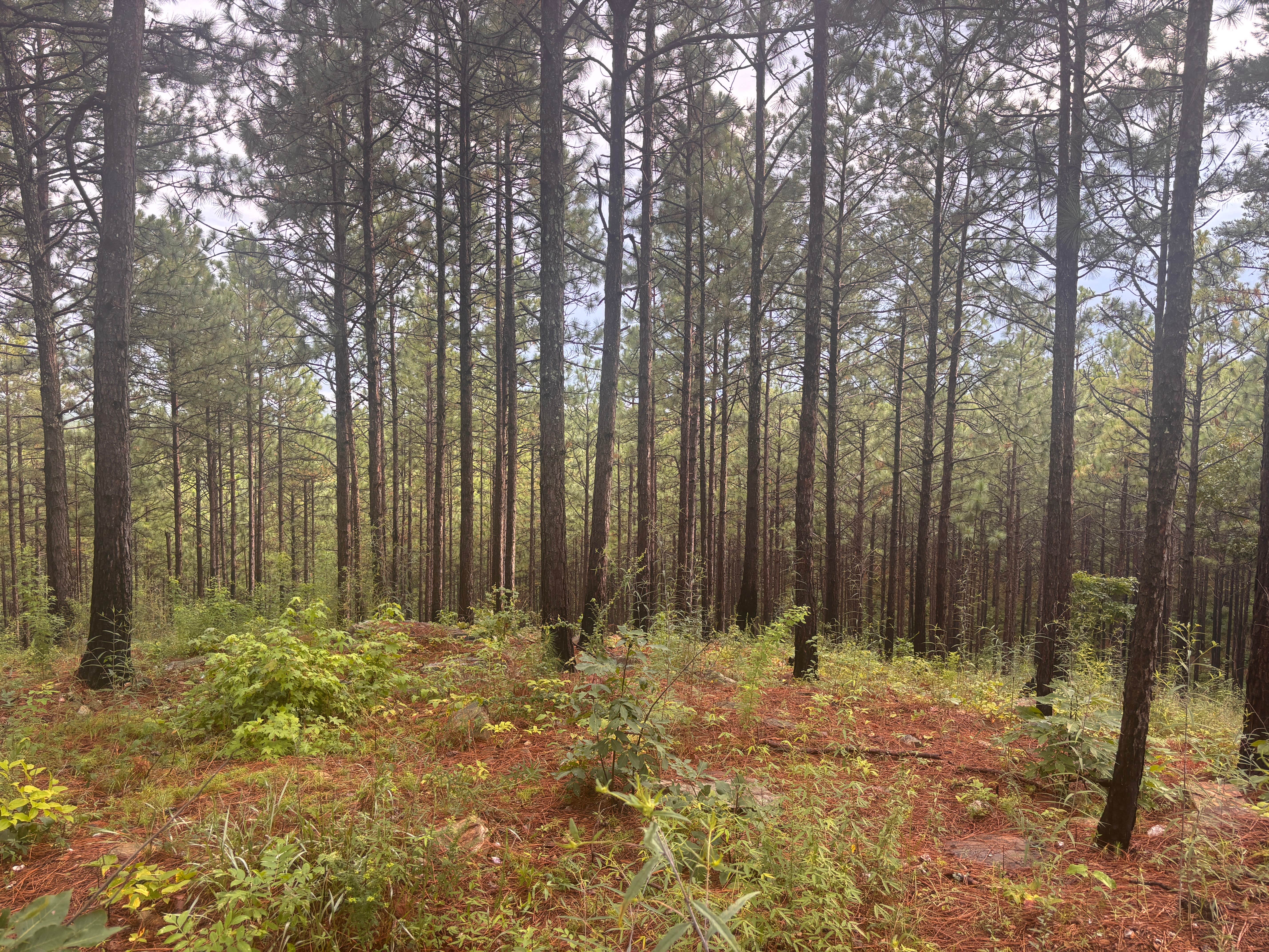 Camper-submitted photo at Sky Mtwy Dispersed near Heflin, AL