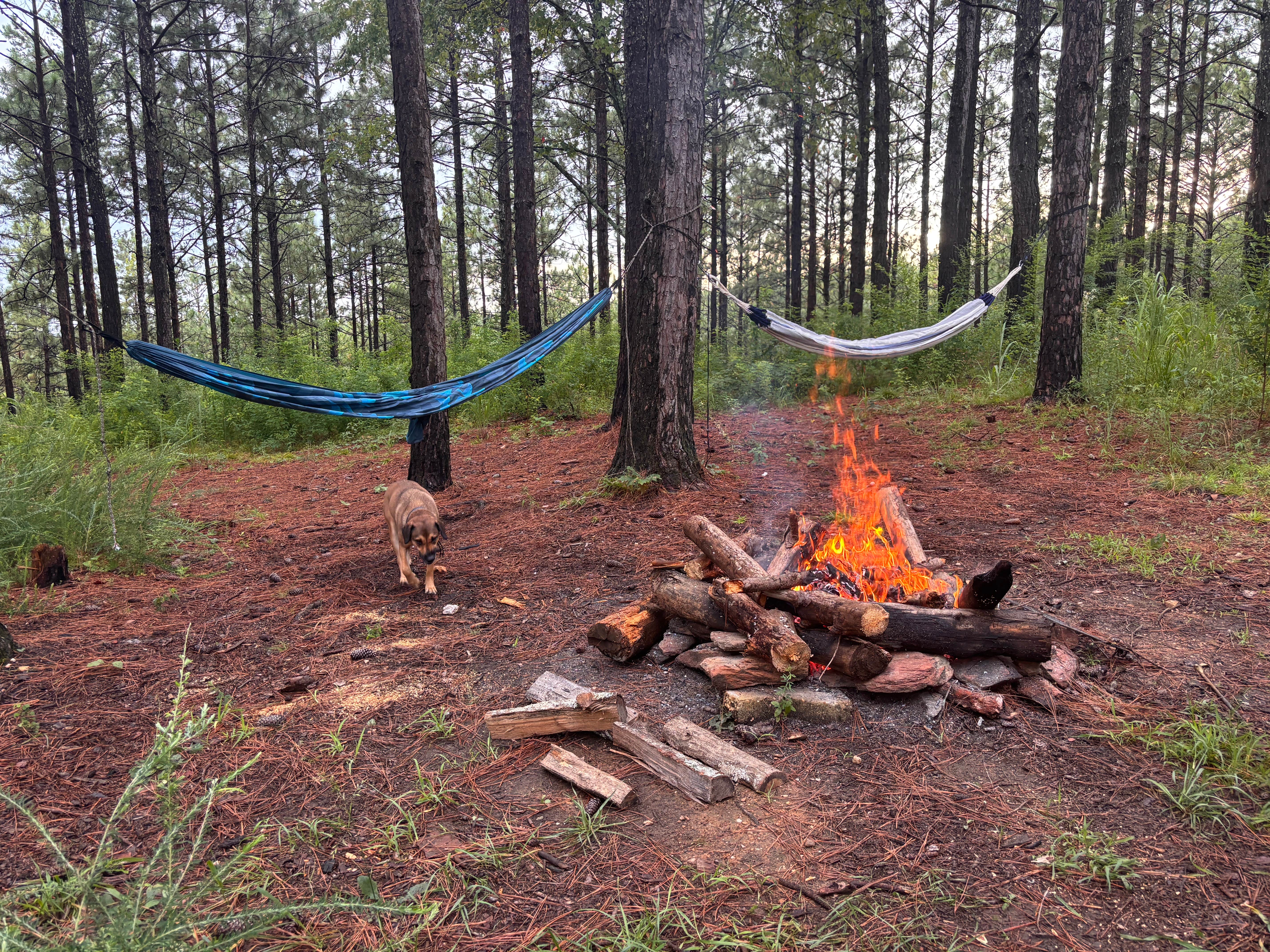 Camper-submitted photo at Sky Mtwy Dispersed near Heflin, AL