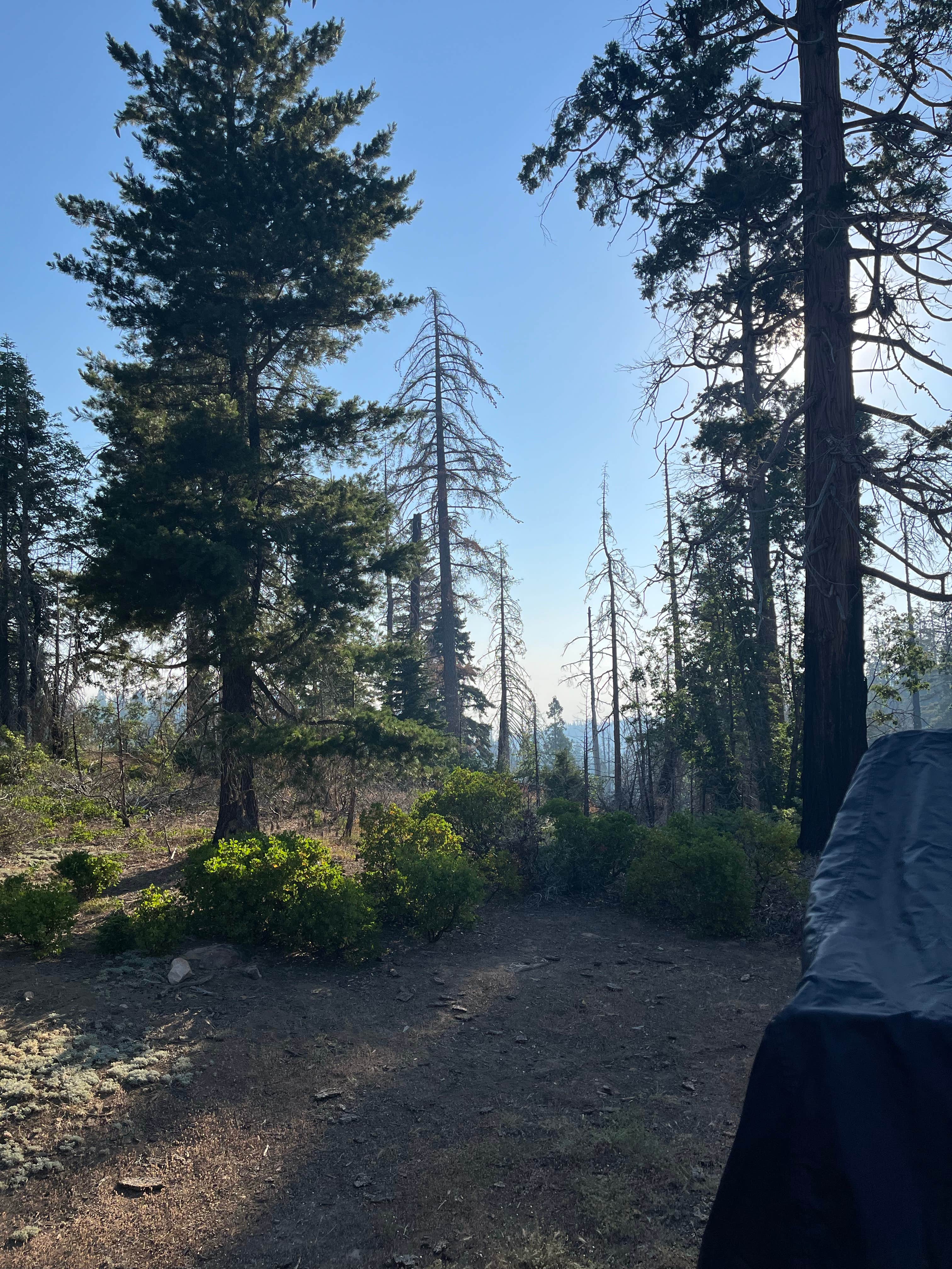 Camper-submitted photo at Dispersed Camp near Sequoia National Park near Sequoia National Forest
