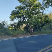 Review photo of Sequoia National Park Dispersed campground by Roger H., May 25, 2024