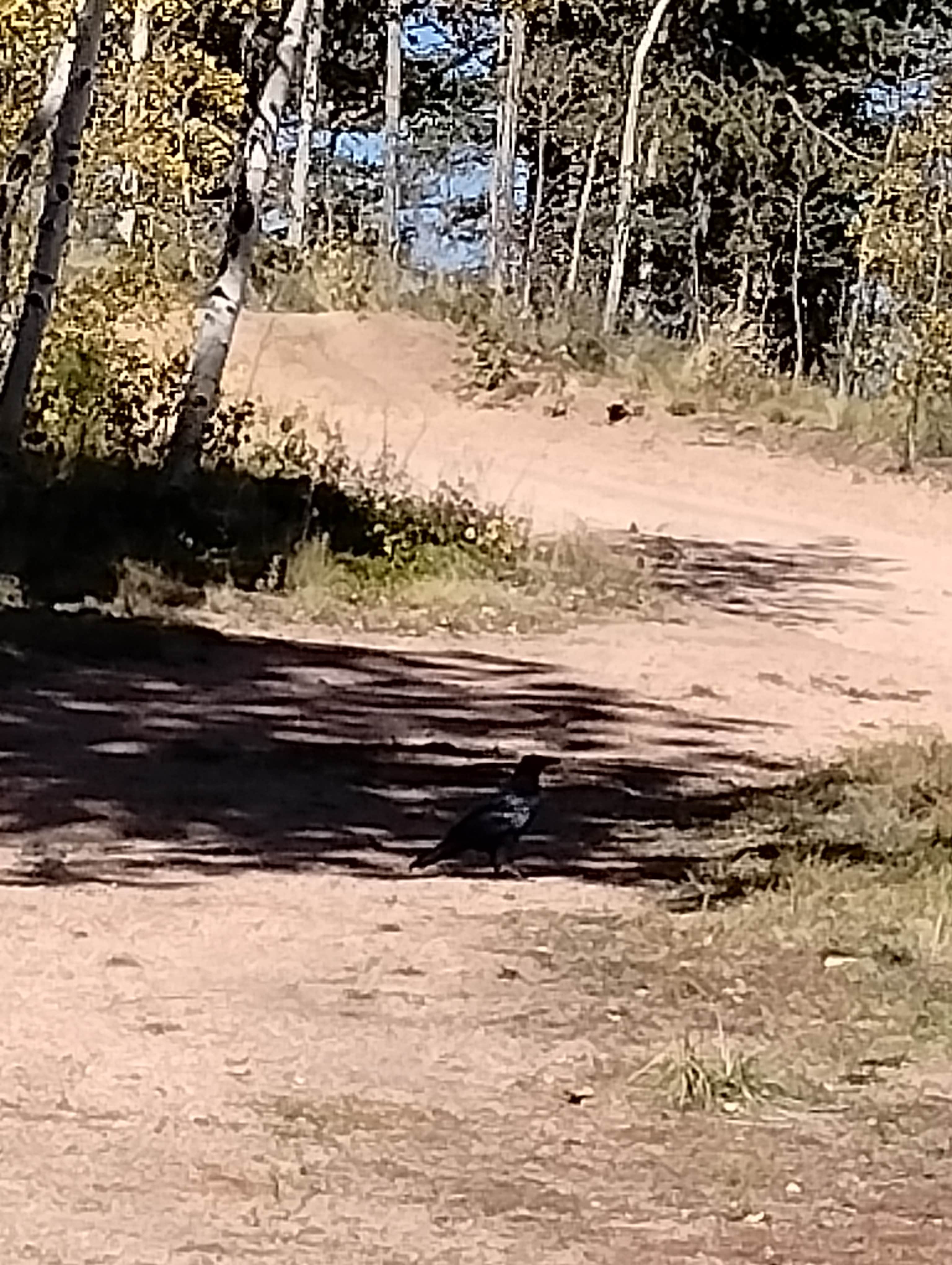 Camper submitted image from Rampart Range Dispersed Site - 3