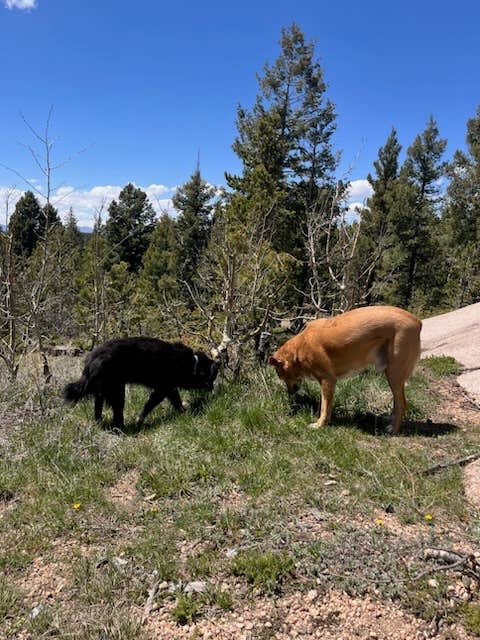 Sabrina G.'s photo of camping with pets at Rampart Range Dispersed Site near Colorado Springs, CO