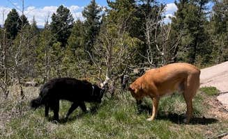 Sabrina G.'s photo of camping with pets at Rampart Range Dispersed Site near Green Mountain Falls, CO
