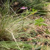 Review photo of Rampart Range Dispersed Site by Kat F., July 16, 2024