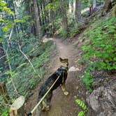 Review photo of Dispersed Camping above Panther Creek Falls by Bradley B., June 23, 2024