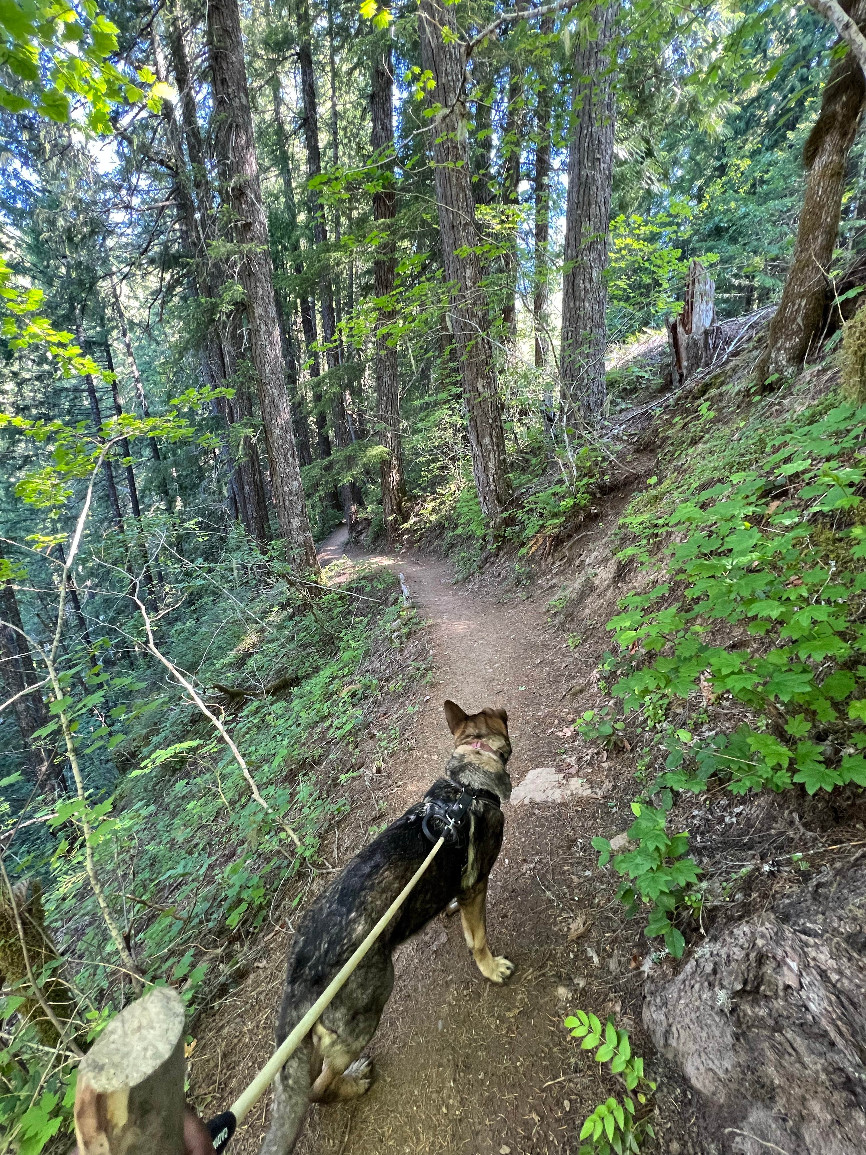 Camper submitted image from Dispersed Camping above Panther Creek Falls - 4