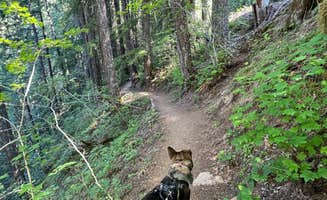 Bradley B.'s photo of camping with pets at Dispersed Camping above Panther Creek Falls near Columbia River Gorge National Scenic Area