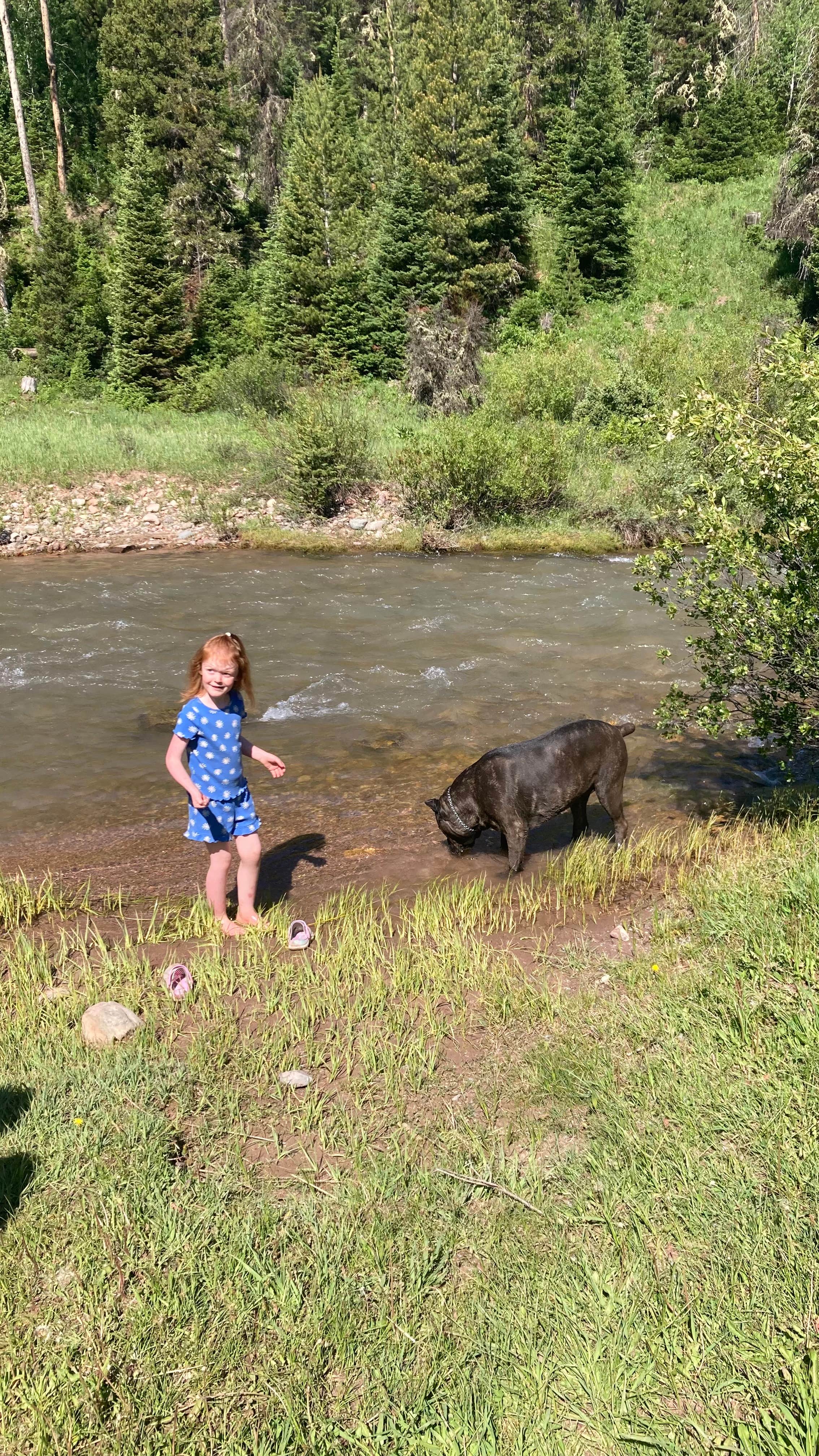 Laci H.'s photo of camping with pets at Dispersed camping along Cliff Creek in Bridger-Teton National Forest near Cora, WY