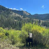 Review photo of Dispersed camping along Cliff Creek in Bridger-Teton National Forest by Elsa P., September 1, 2024