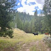 Review photo of Dispersed camping along Cliff Creek in Bridger-Teton National Forest by Elsa P., September 1, 2024