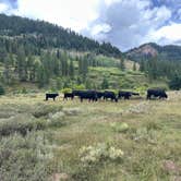 Review photo of Dispersed camping along Cliff Creek in Bridger-Teton National Forest by Elsa P., September 1, 2024