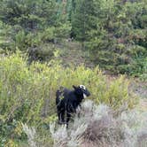 Review photo of Dispersed camping along Cliff Creek in Bridger-Teton National Forest by Elsa P., September 1, 2024