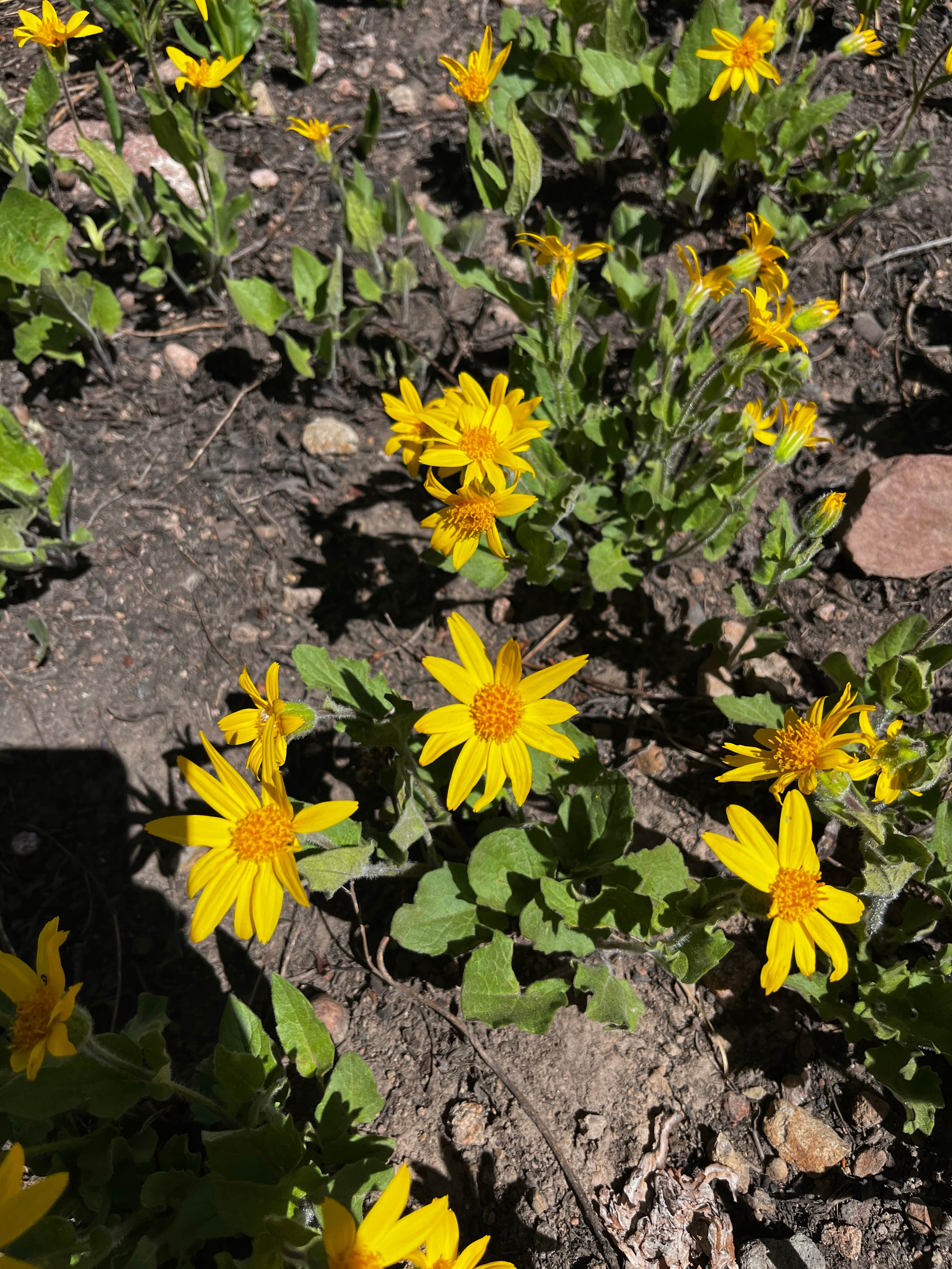 Camper-submitted photo at Dispersed Camping Apiatan Mtn near Gould, CO