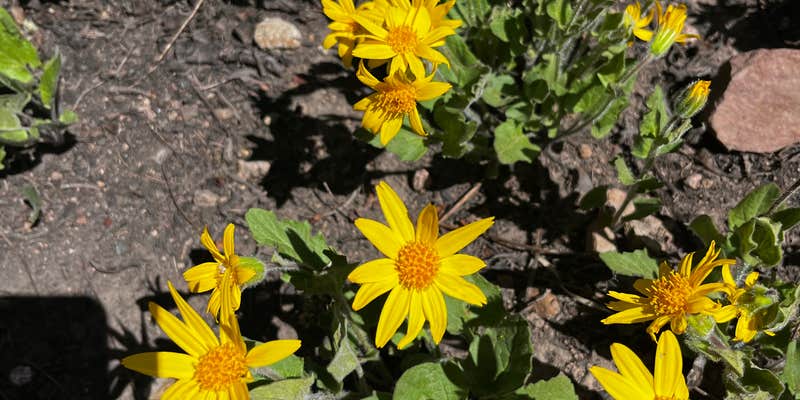 Camper submitted image from Dispersed Camping Apiatan Mtn