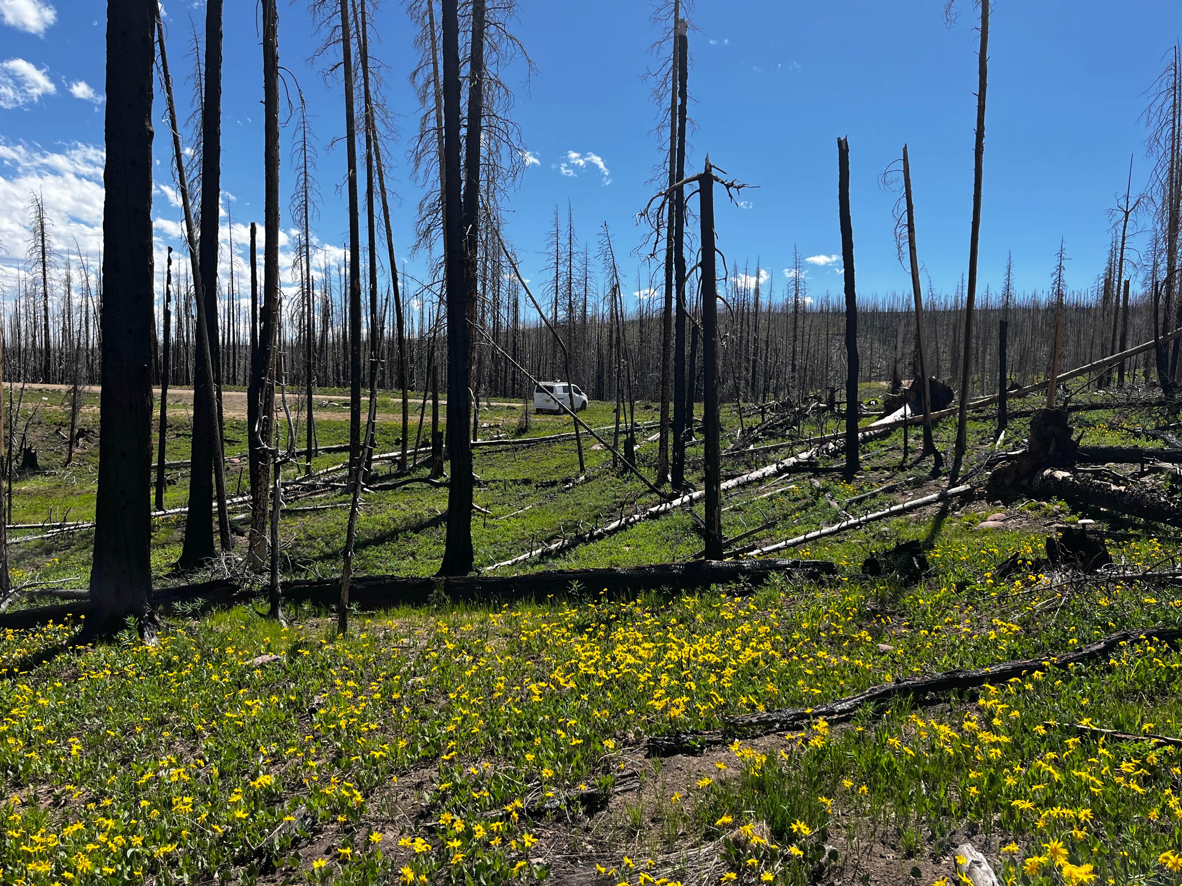 Camper-submitted photo at Dispersed Camping Apiatan Mtn near Gould, CO