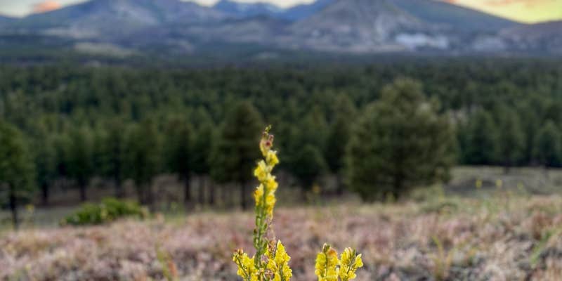 Camper submitted image from Dispersed Camping around Sunset Crater Volcano NM