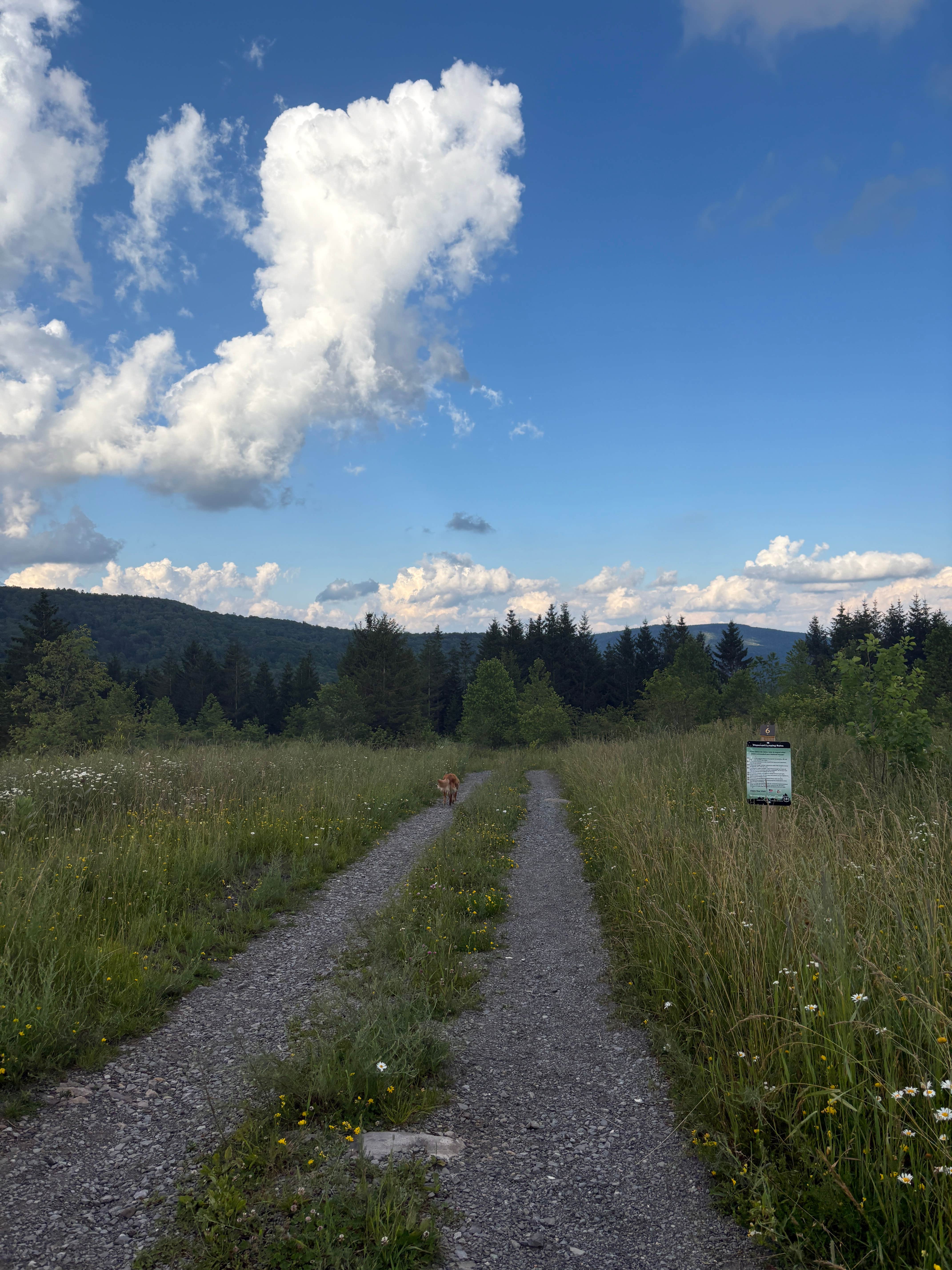 evan's photo of camping with pets at Dispersed camping at Mower Basin near Durbin, WV
