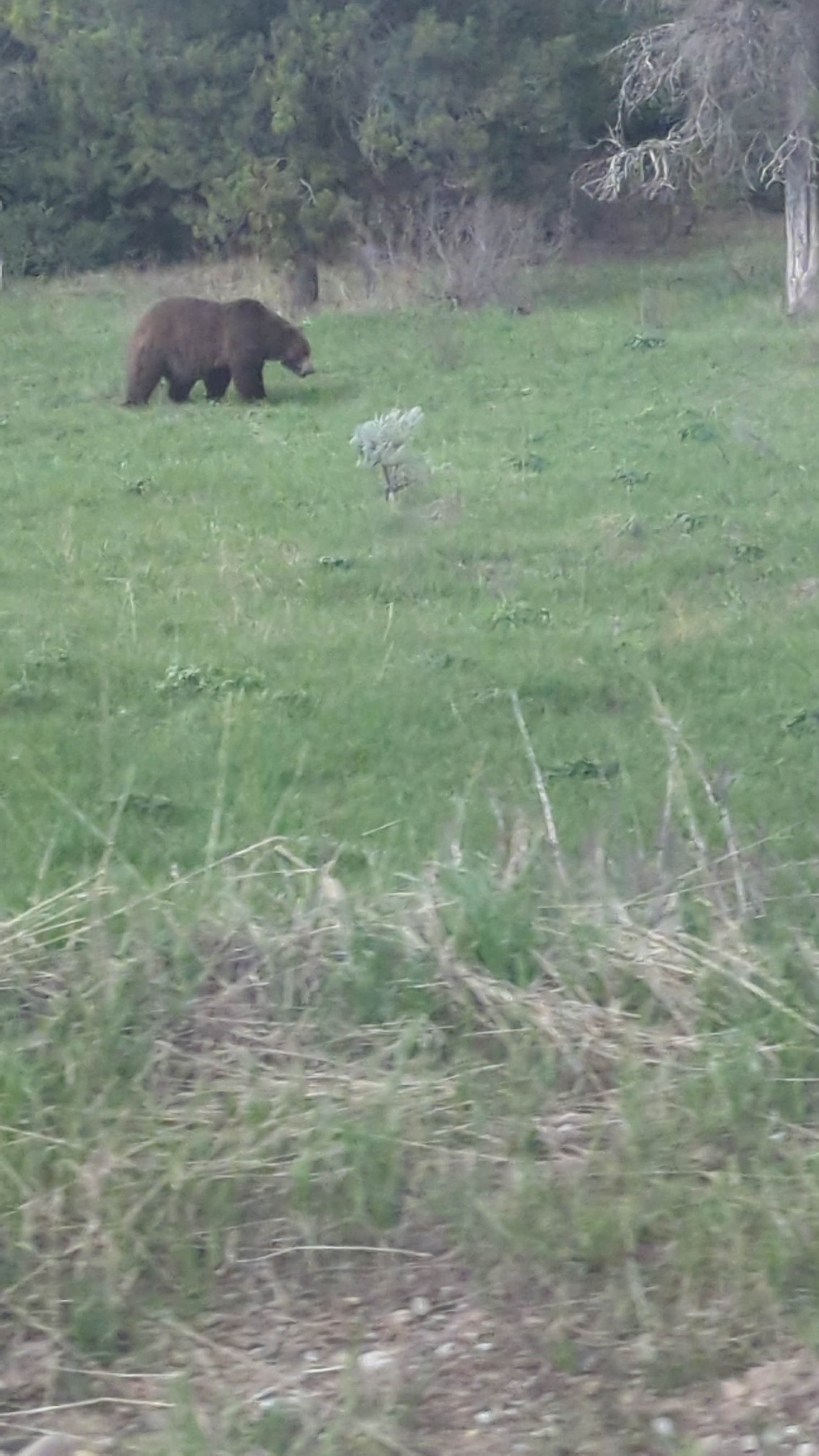 Camper submitted image from Dispersed Camping by Fall Creek Bridger-Teton - 4