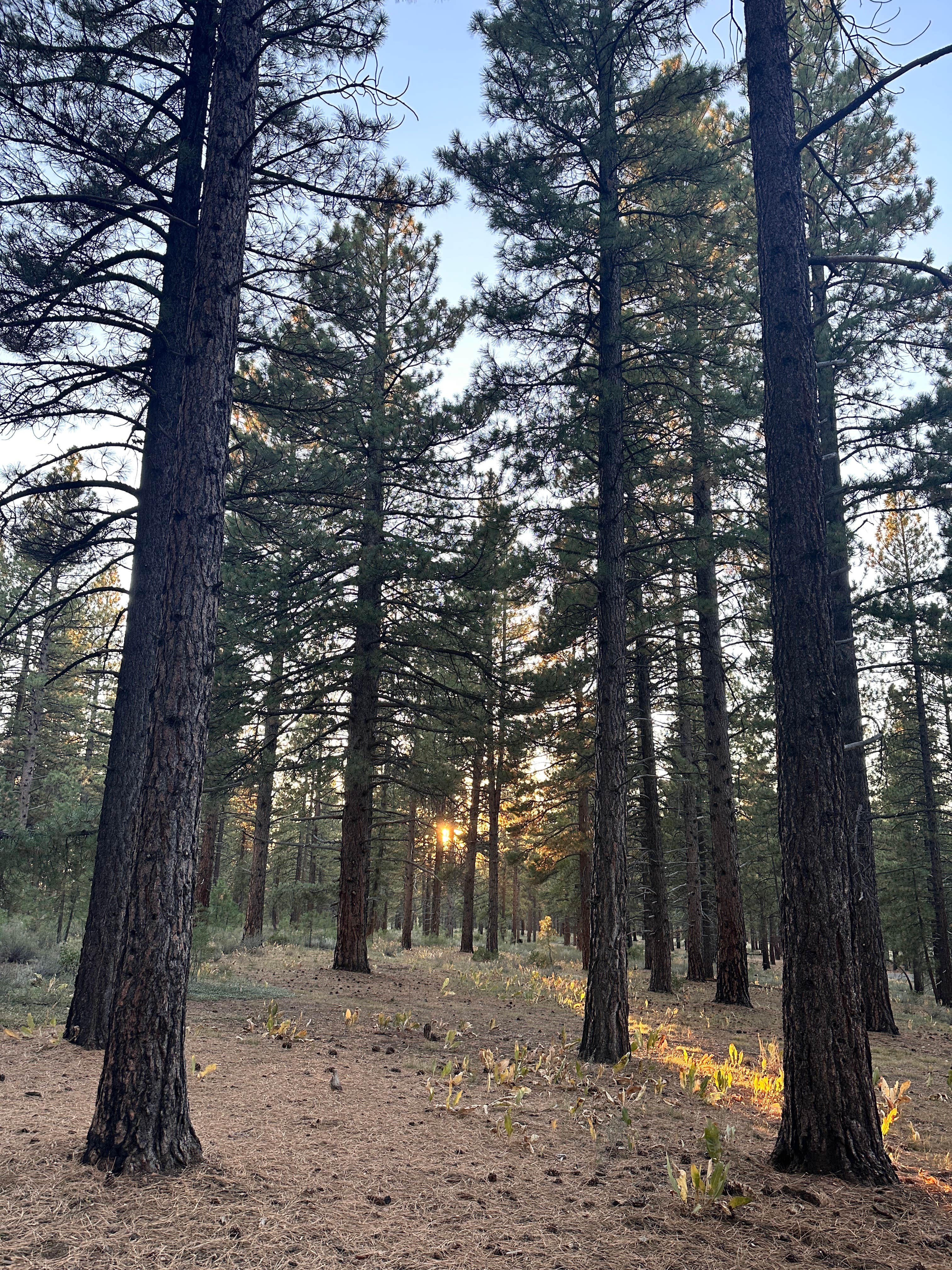 Camper submitted image from Tahoe Dispersed Camping - 1
