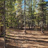 Review photo of Dispersed Camping - Turquoise Lake by johny R., October 23, 2025