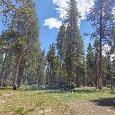 Review photo of Dispersed Camping - Turquoise Lake by Stephanie C., July 4, 2024