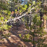 Review photo of Dispersed Camping - Turquoise Lake by johny R., October 23, 2025