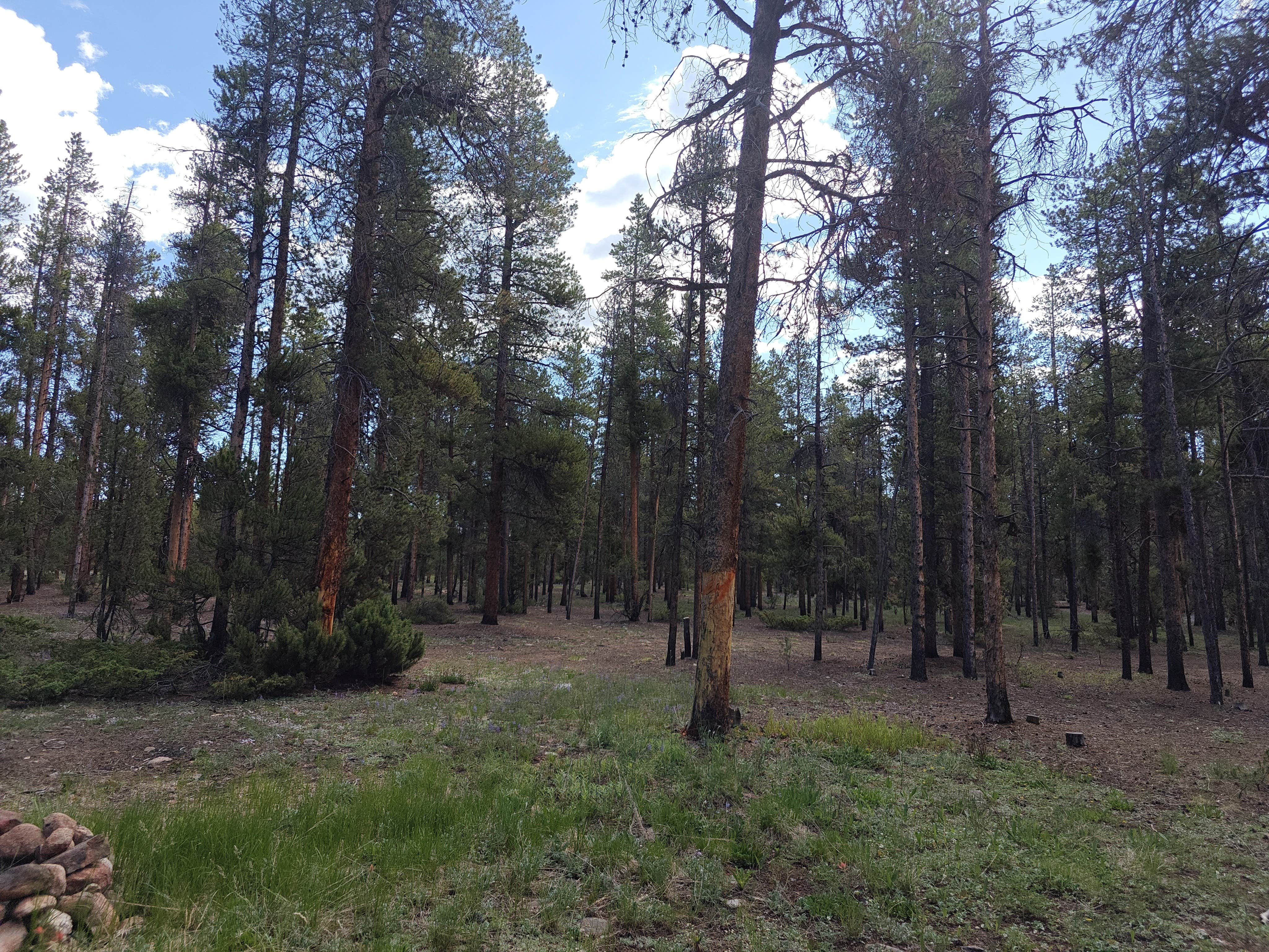 Camper-submitted photo at Dispersed Camping - Turquoise Lake near Leadville, CO