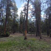 Review photo of Dispersed Camping - Turquoise Lake by Stephanie C., July 4, 2024