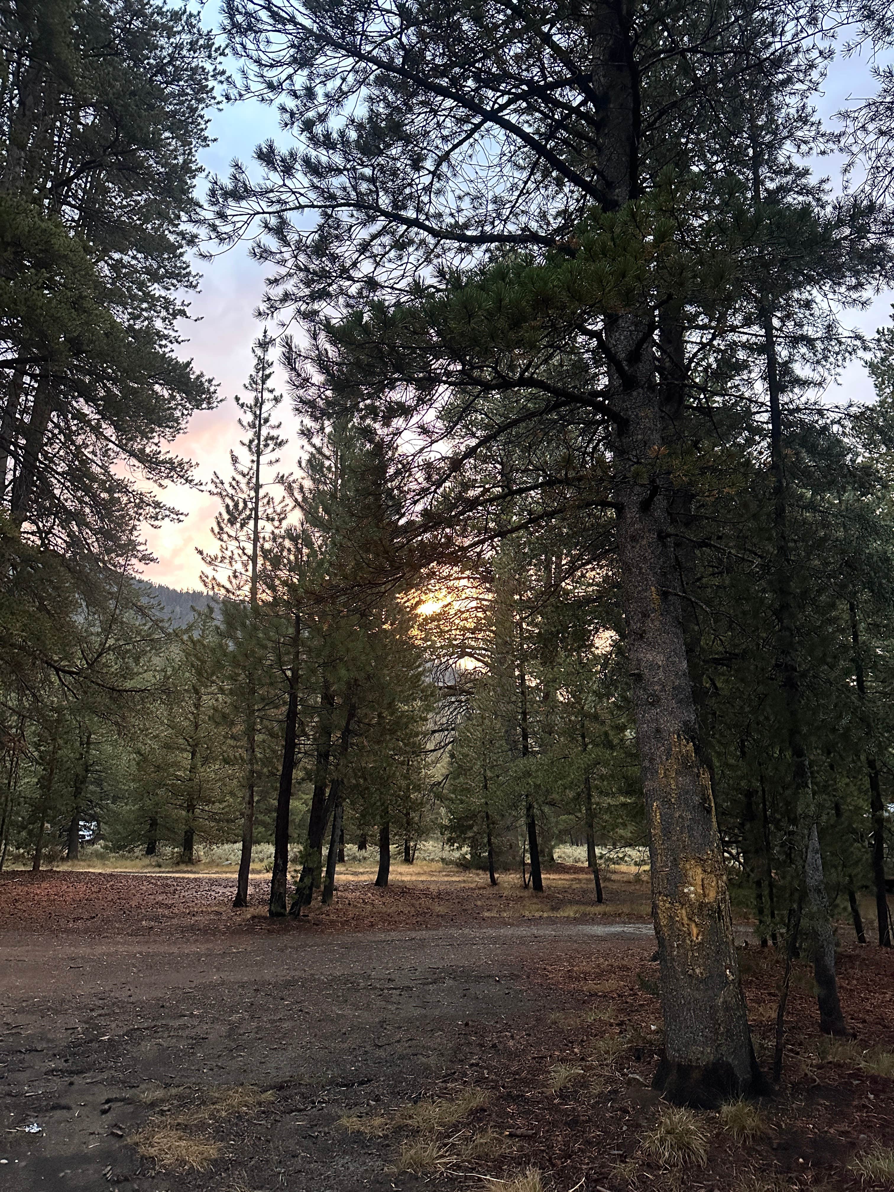 Scotts Lake Rd Dispersed Camping