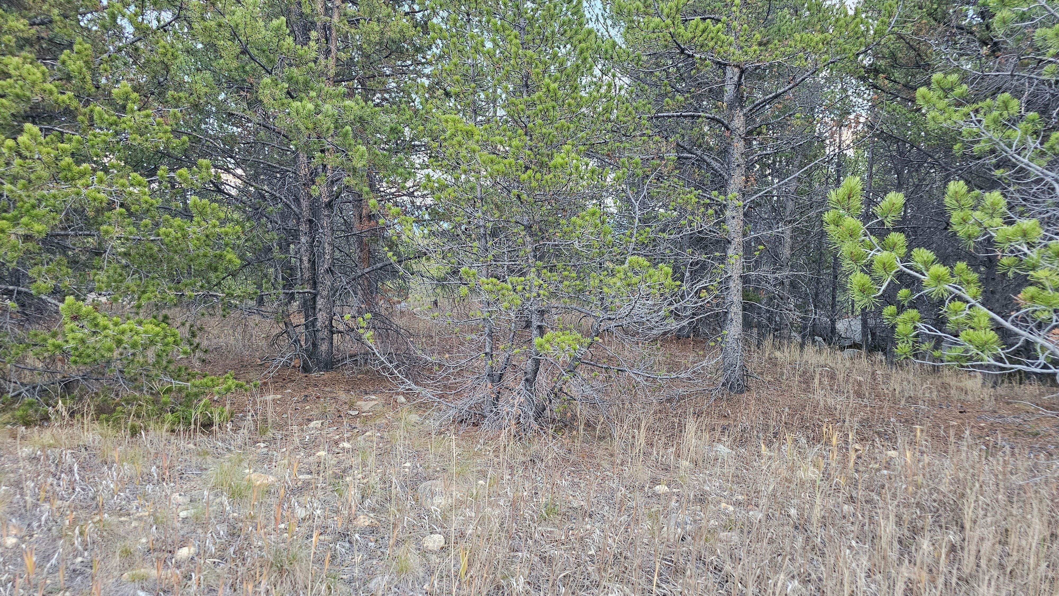 Camper-submitted photo at Dispersed Camping CR 48 near Leadville, CO