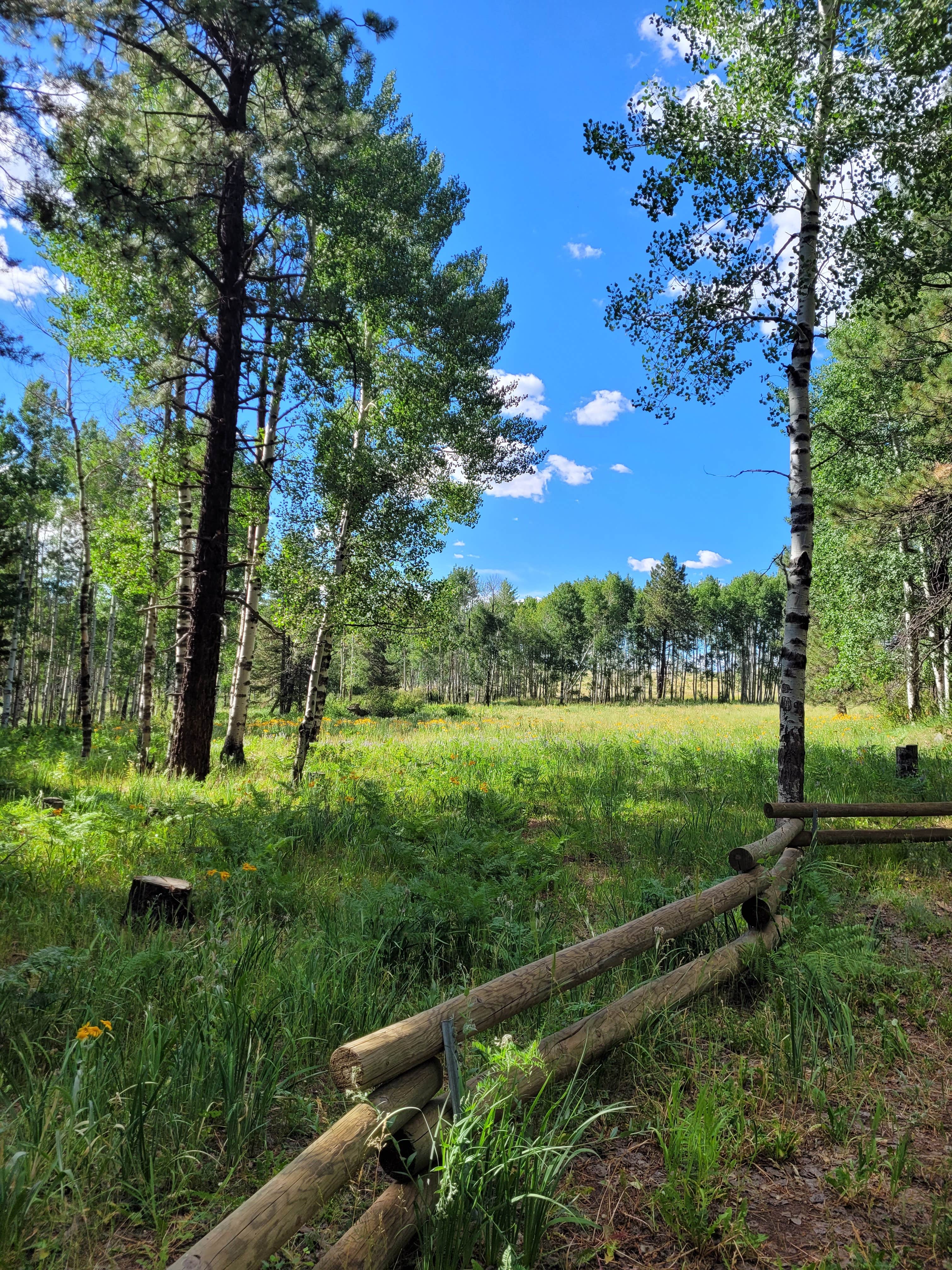 Camper-submitted photo at Hart Prairie - Dispersed Camping near Parks, AZ