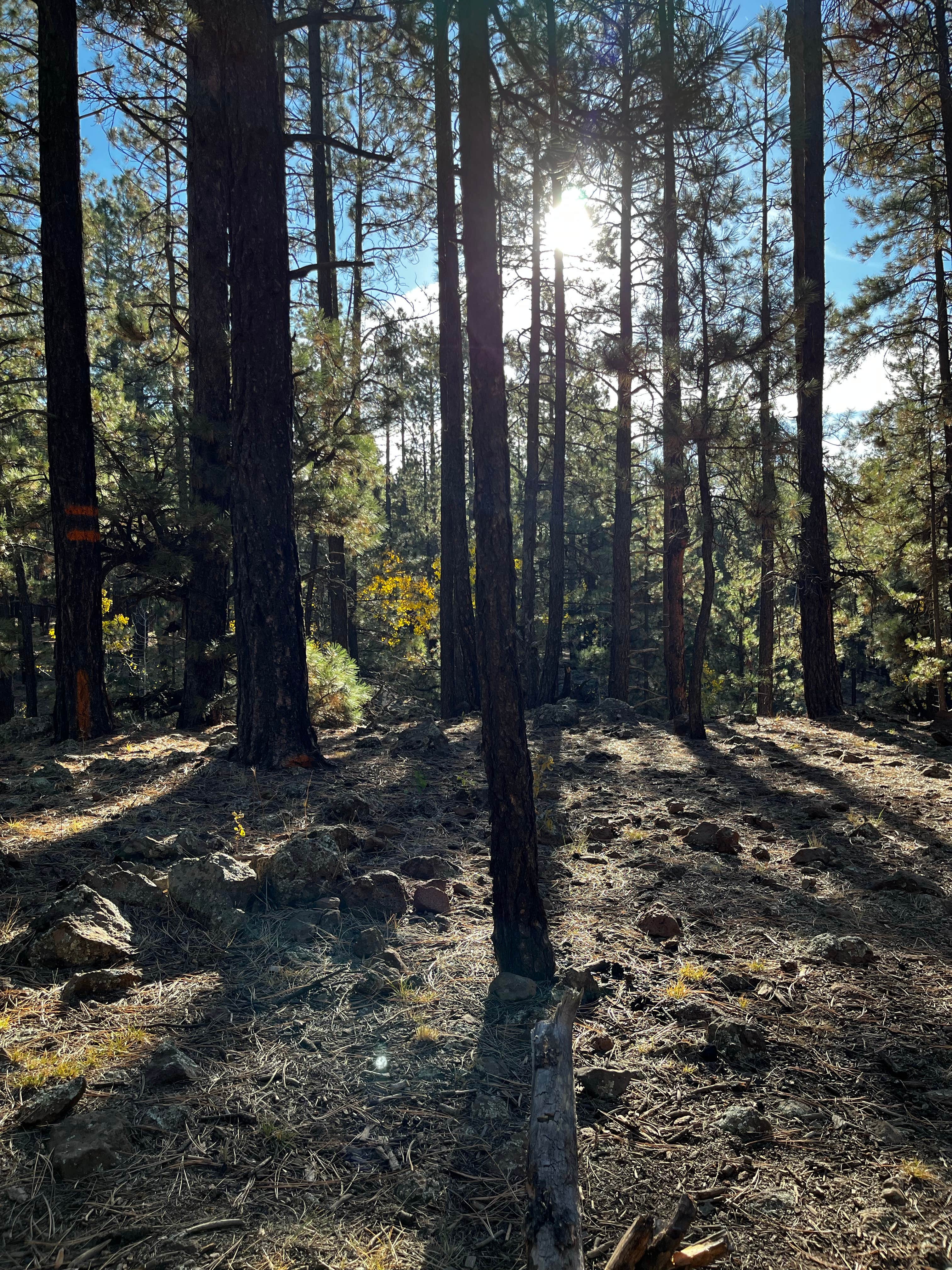 violet W.'s photo of a dispersed camping area at Hart Prairie - Dispersed Camping near Flagstaff, AZ