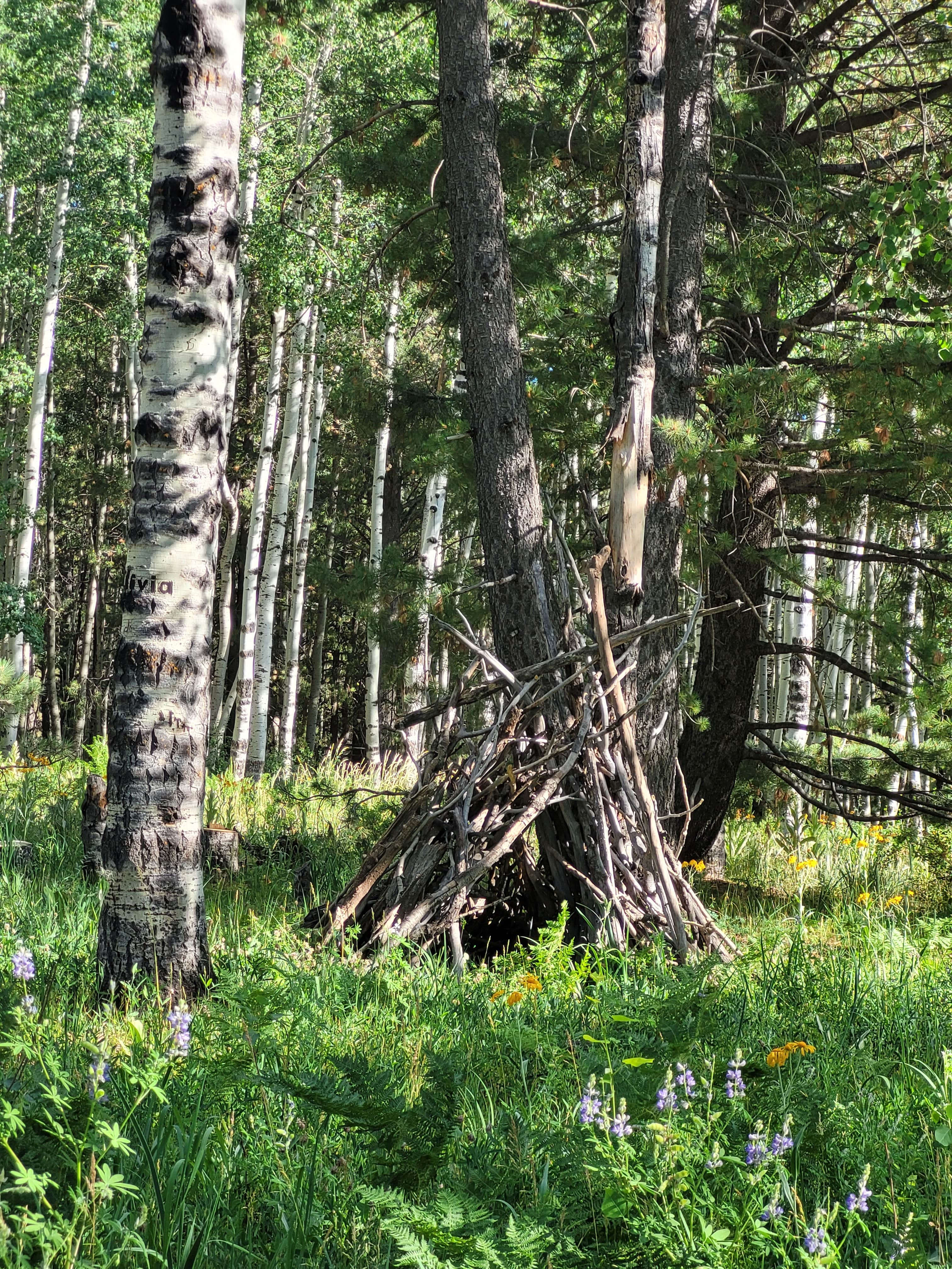 Camper-submitted photo at Hart Prairie - Dispersed Camping near Parks, AZ