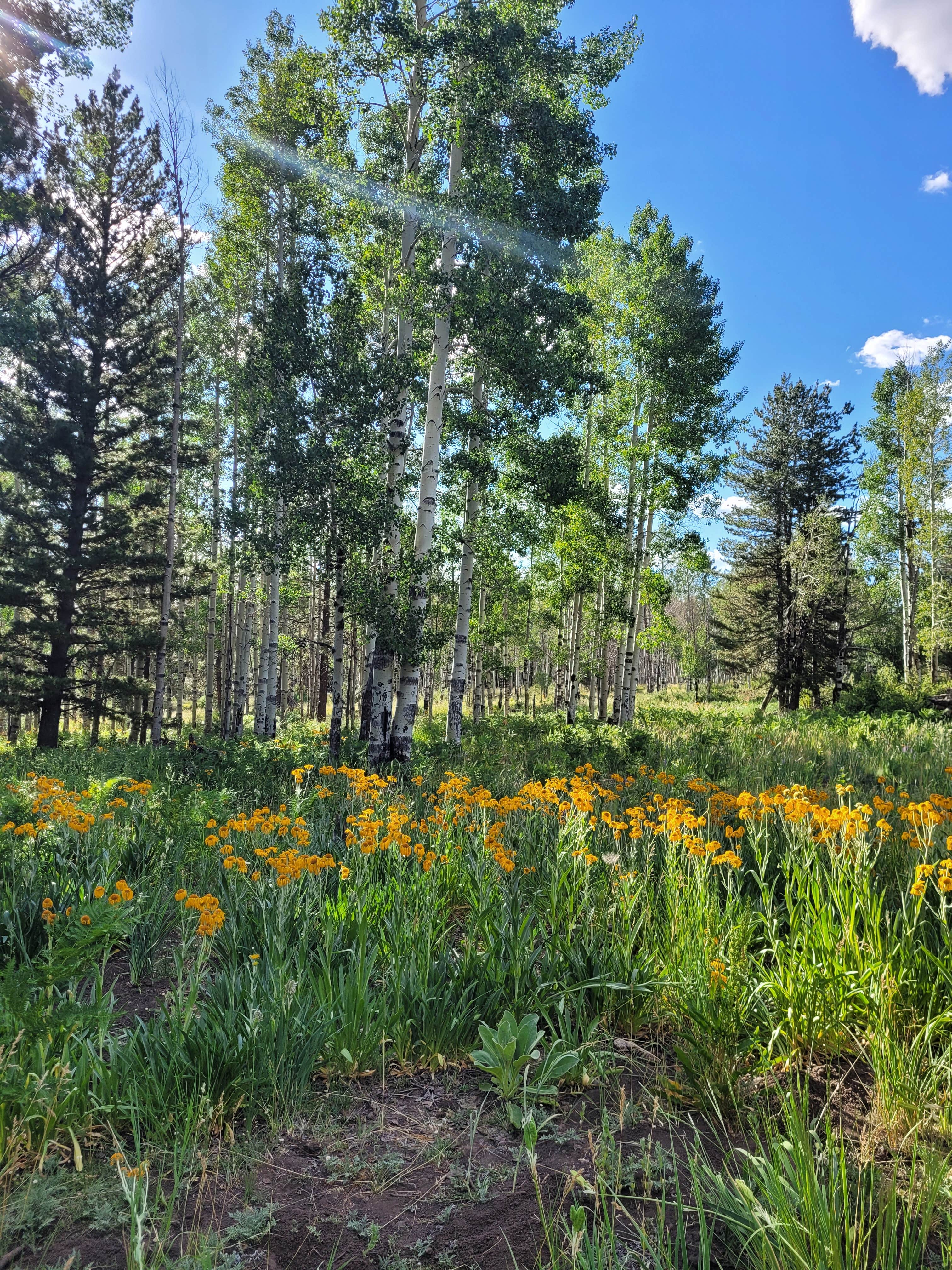 Camper-submitted photo at Hart Prairie - Dispersed Camping near Parks, AZ