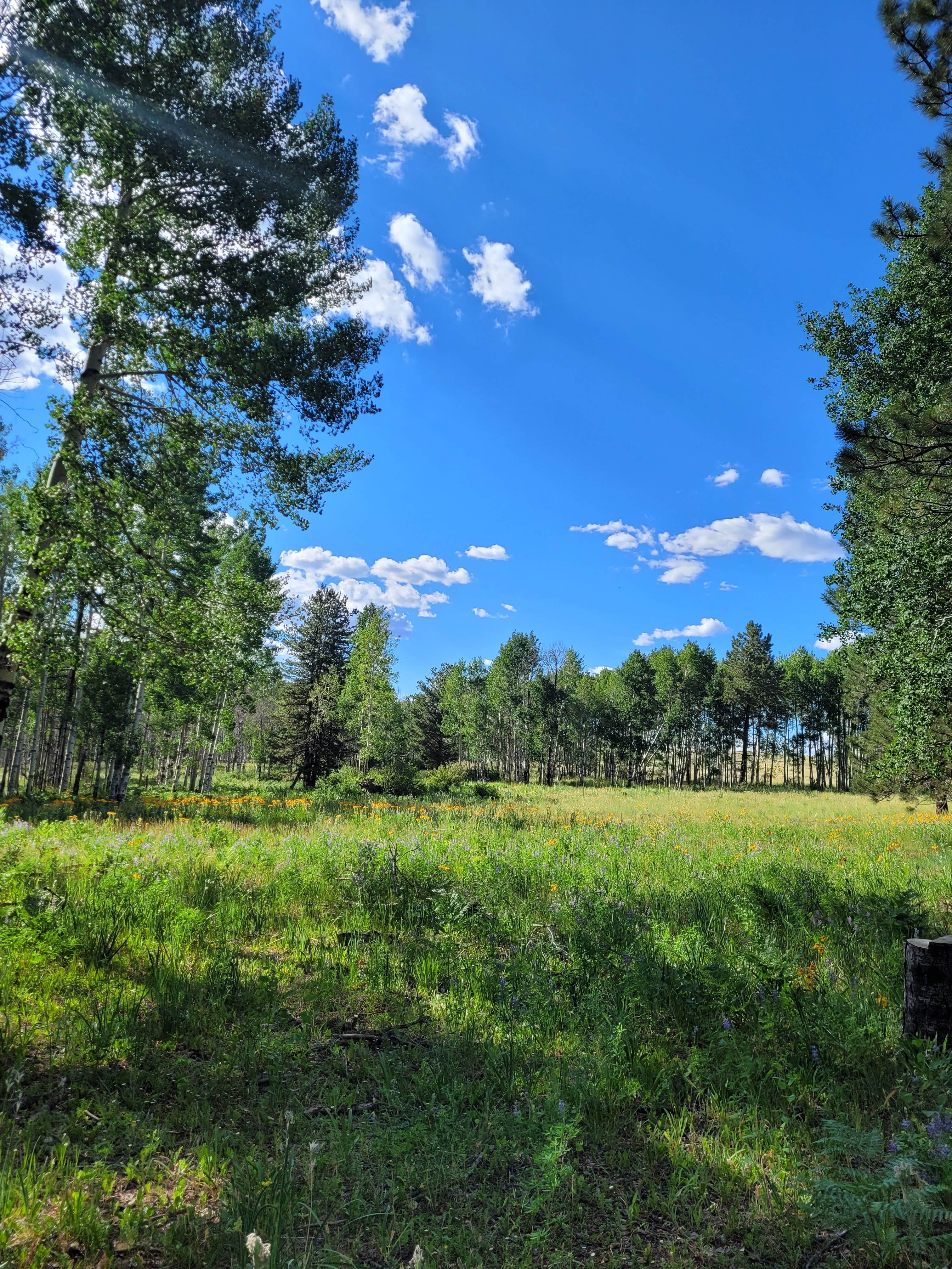 Tisha W.'s photo of a dispersed camping area at Hart Prairie - Dispersed Camping near Parks, AZ