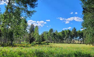 Tisha W.'s photo of a dispersed camping area at Hart Prairie - Dispersed Camping near Williams, AZ