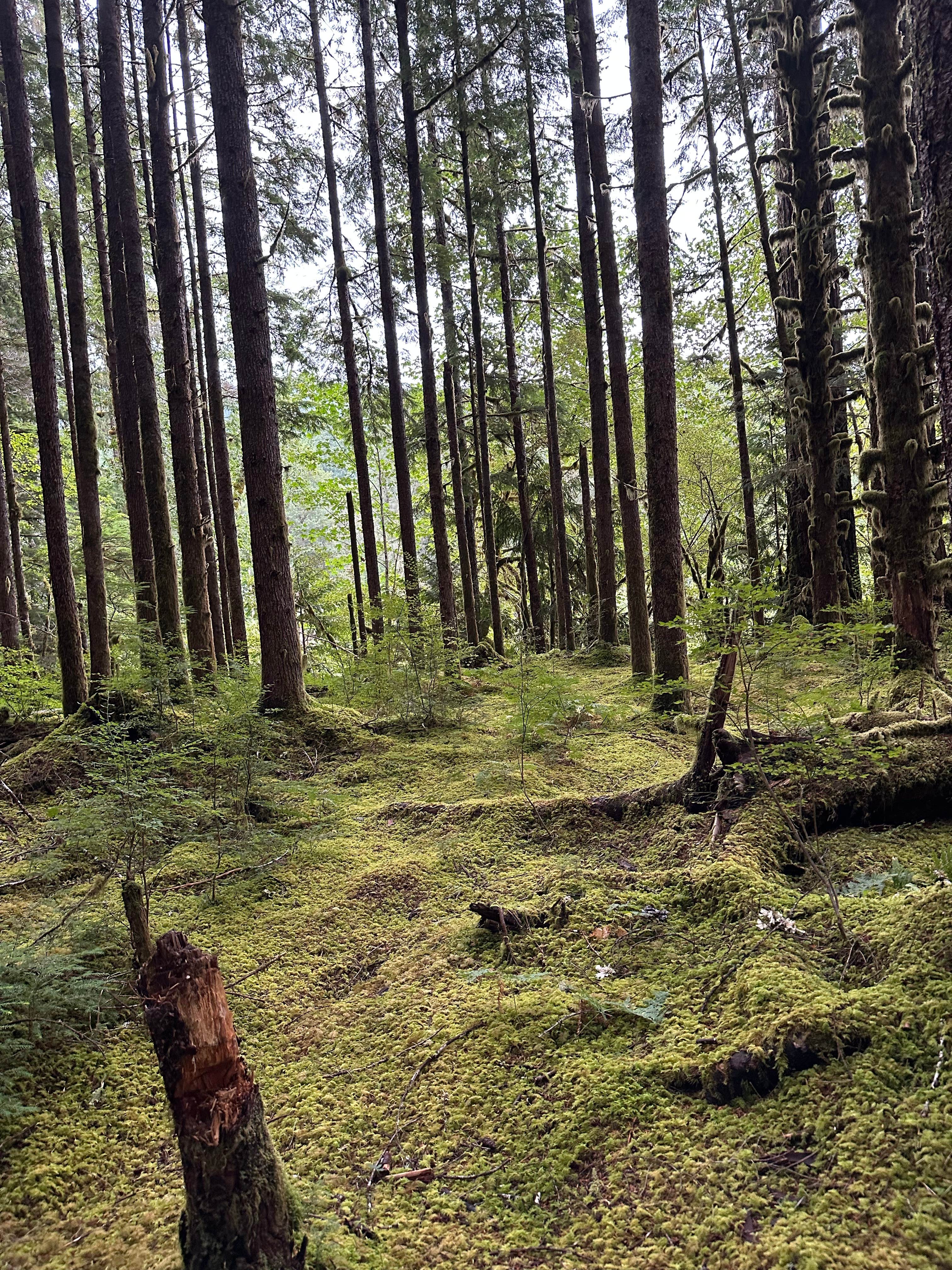 Camper-submitted photo at Forest Road 2918 Dispersed Site near Forks, WA