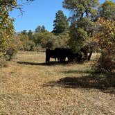 Review photo of Madden Peak Road - Dispersed by Paulina B., December 7, 2024