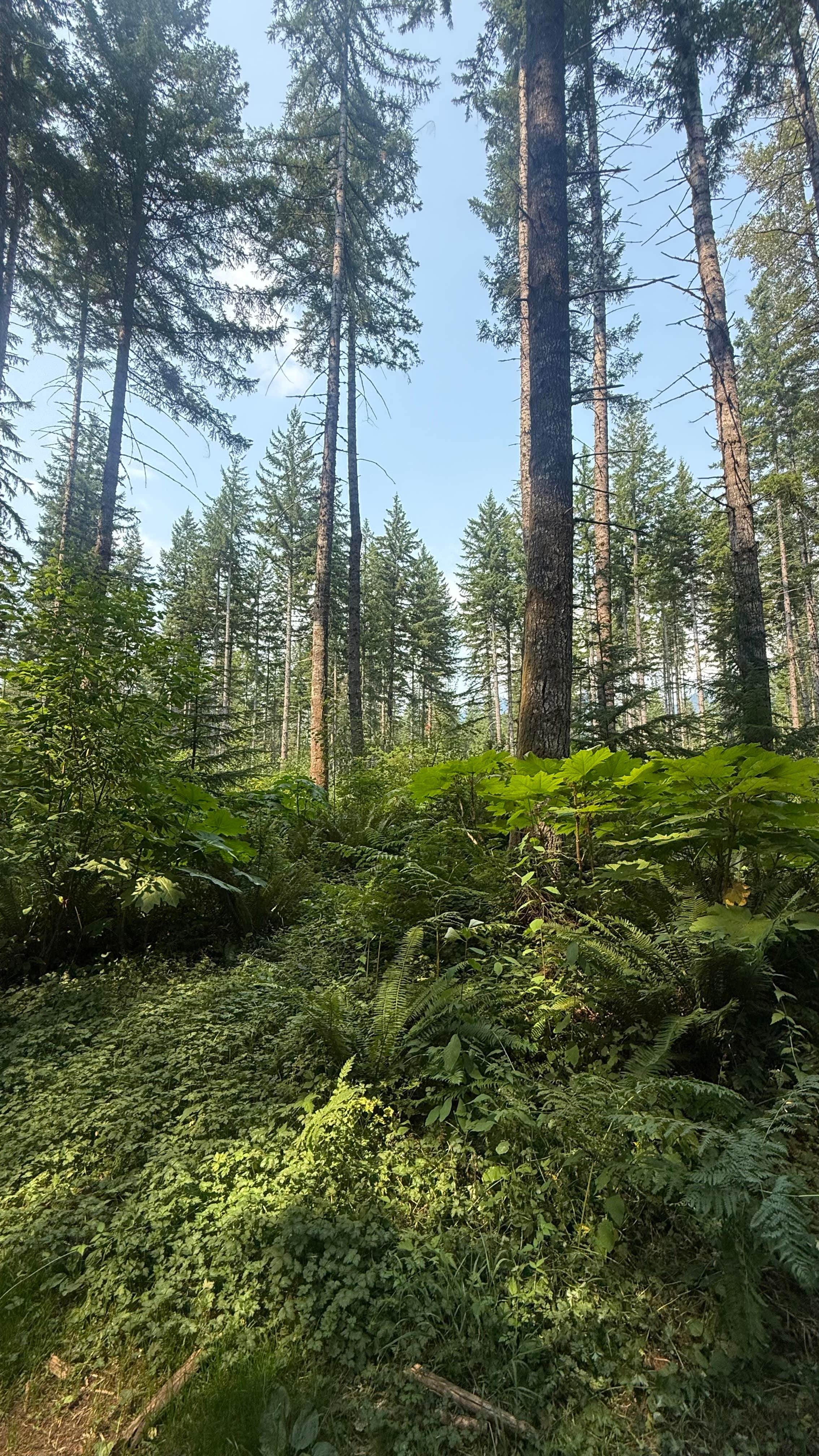 Camping near Sahara Creek DNR Horse Camp: Dispersed Camping FS-025, Ashford, Washington