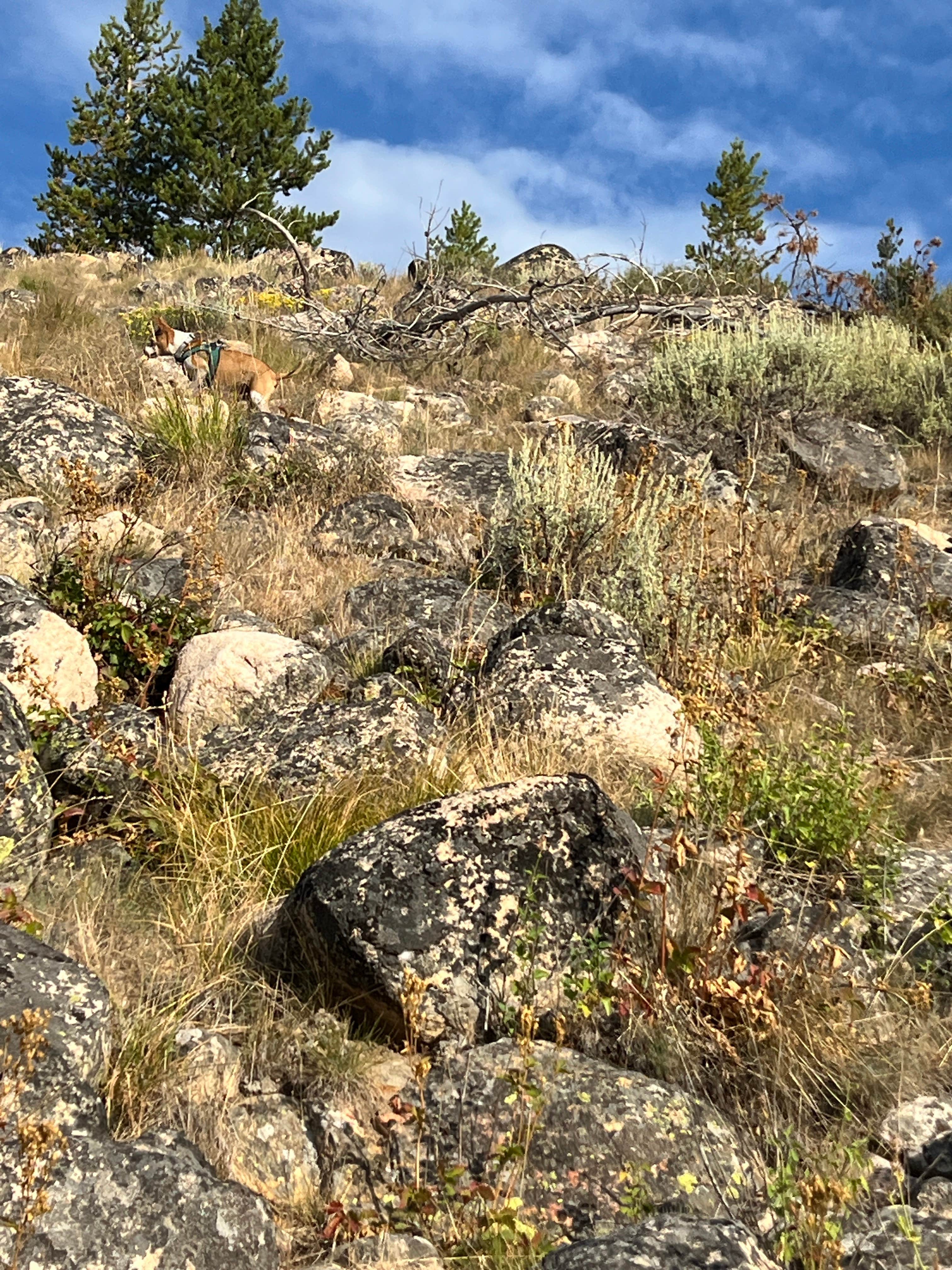 Camper submitted image from Salmon River - Dispersed Camping - 4