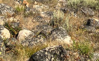 Paige P.'s photo of camping with pets at Salmon River - Dispersed Camping near Stanley, ID