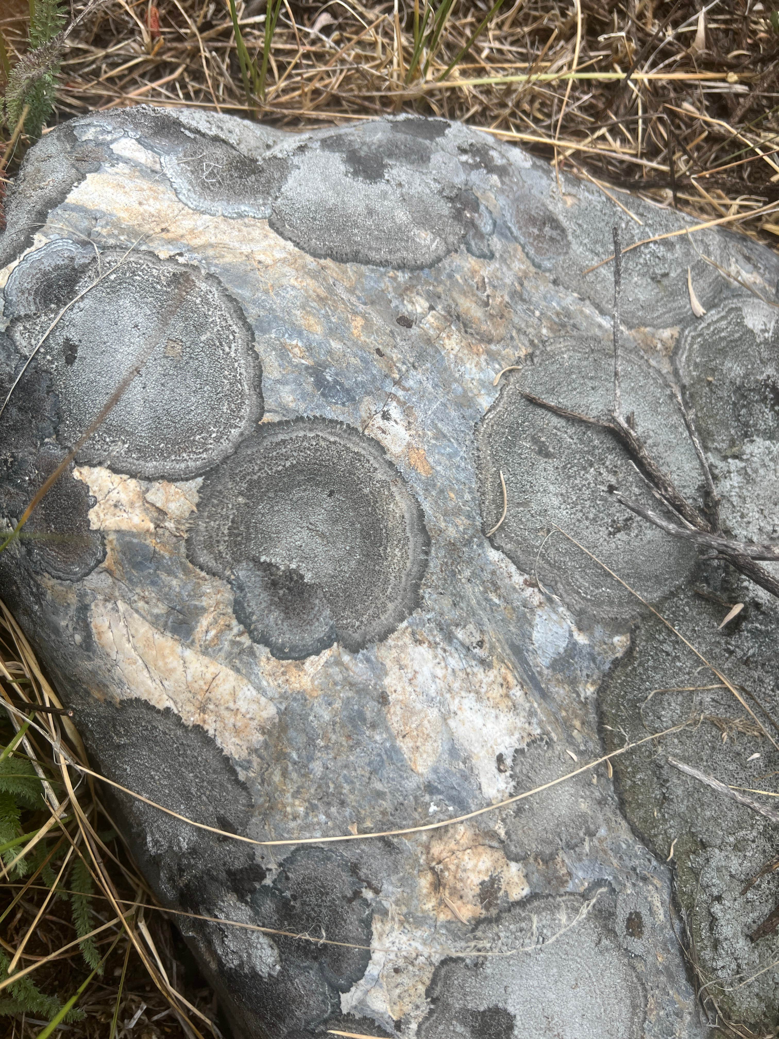 Camping near Salmon River Roadside Camp: Salmon River - Dispersed Camping, Stanley, Idaho