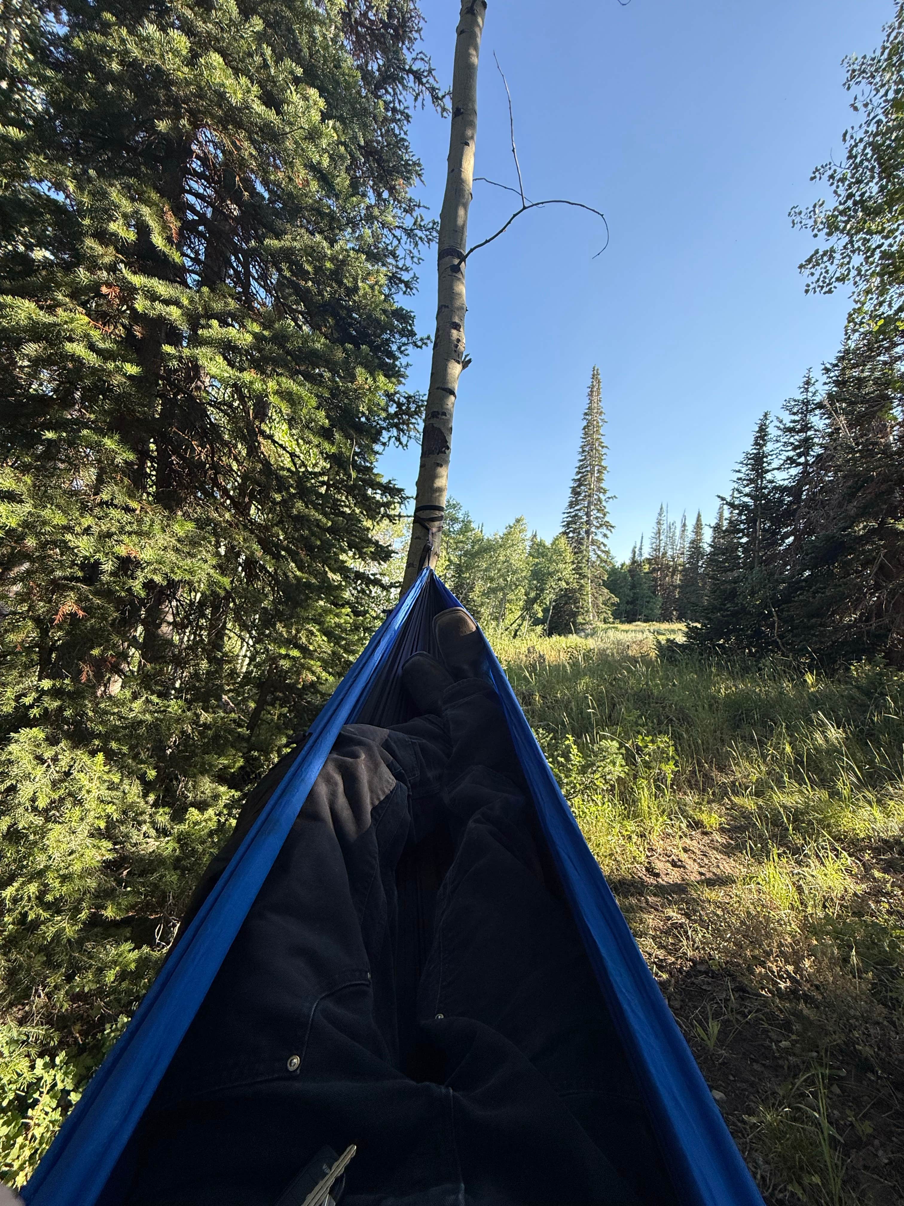 connor P.'s photo of tent camping at Dispersed Camping--Mill Hollow/Utah FR054 near Cottonwood Heights, UT