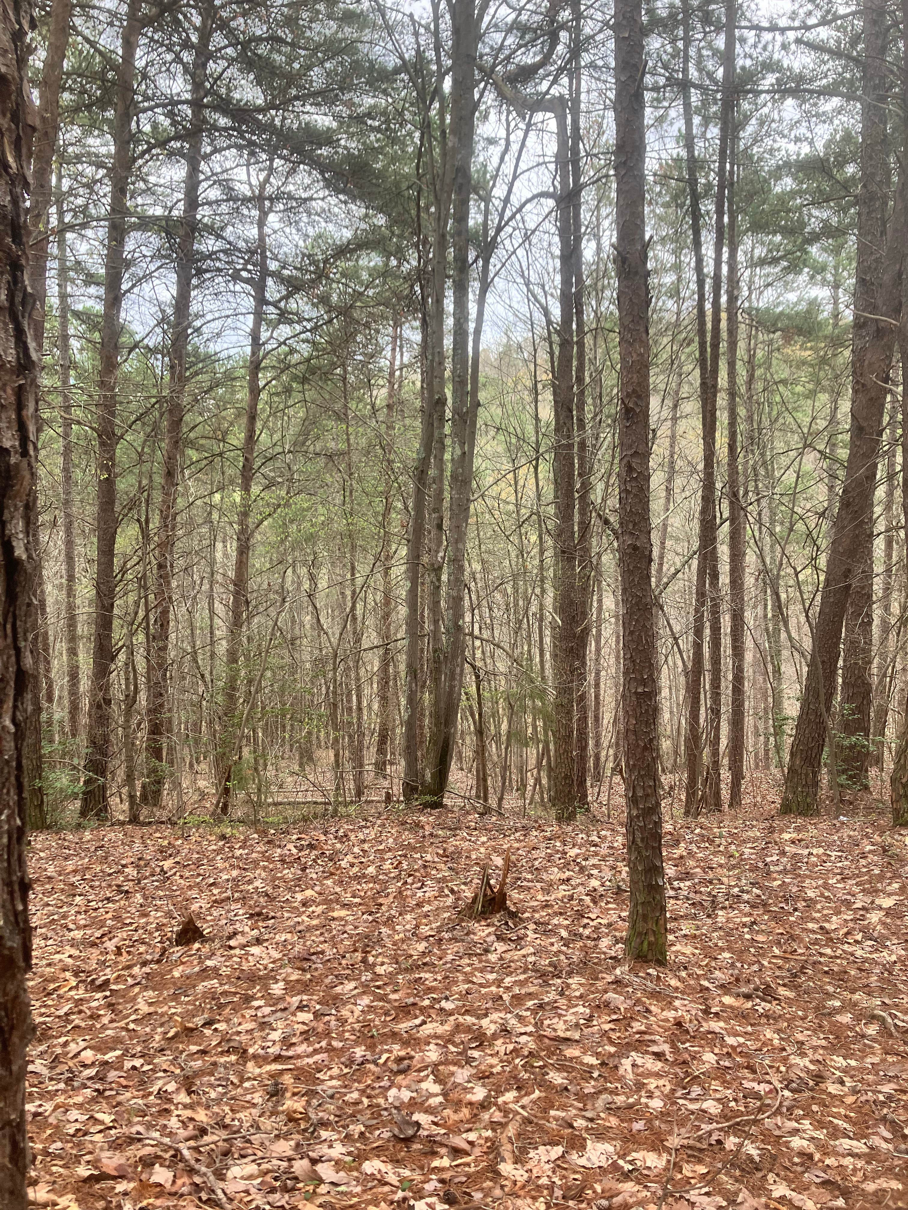 Camper submitted image from Dispersed Camping off Falls Dam Trail - 2