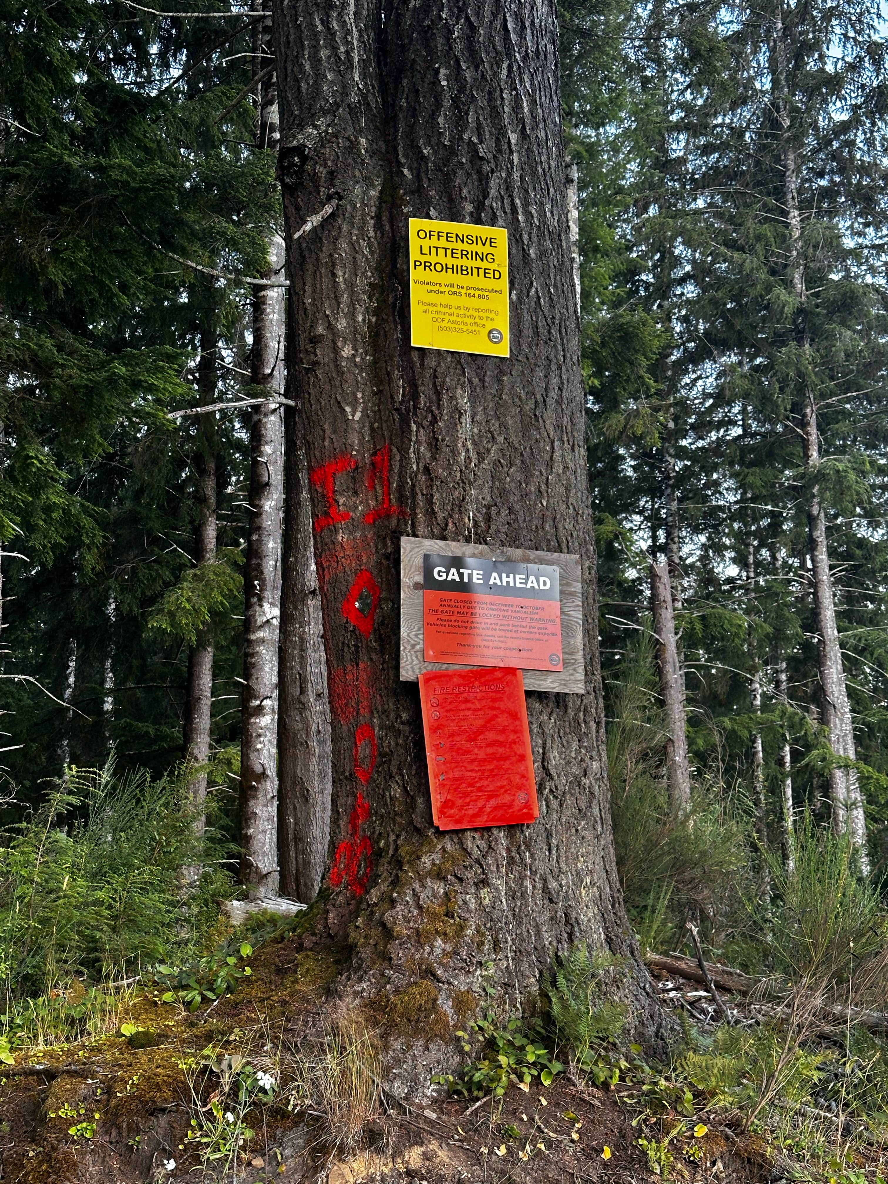 Camper-submitted photo at Dispersed Camping Near Cannon Beach near Buxton, OR