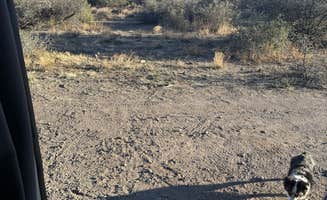 Kalen T.'s photo of camping with pets at Dispersed Camping near Cosmic CG near Alpine, AZ