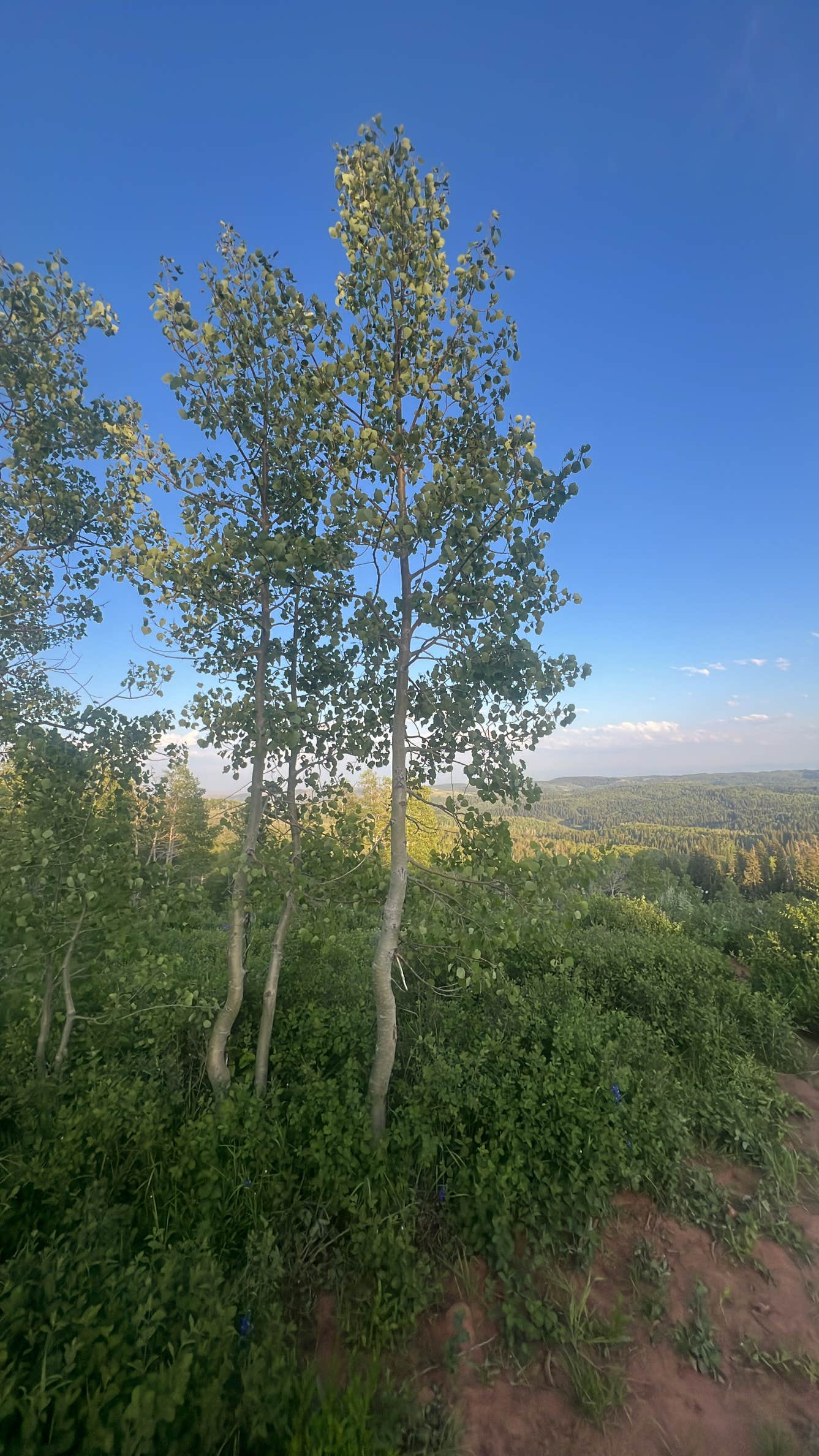 Camper-submitted photo at Dispersed camping near Monte Cristo near Evanston, WY