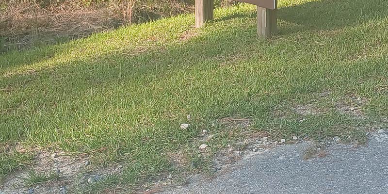 Camper submitted image from Anderson Creek County Park- Dispersed Camping