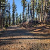 Review photo of Dispersed Camping Near Pioneer-Indian Trail in Siuslaw National Forest by Mike S., January 29, 2025