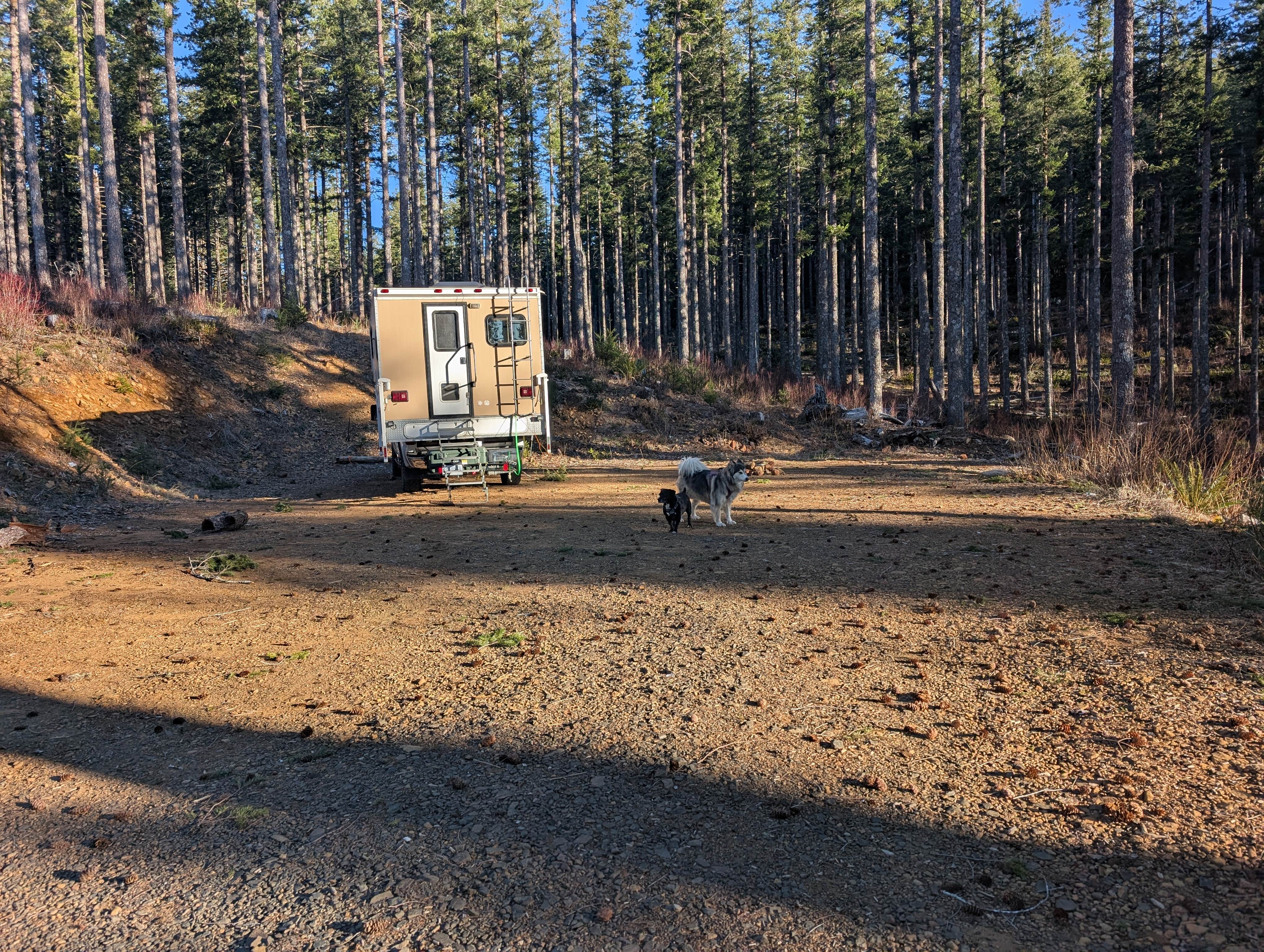 Mike S.'s photo of camping with pets at Dispersed Camping Near Pioneer-Indian Trail in Siuslaw National Forest near Lincoln City, OR
